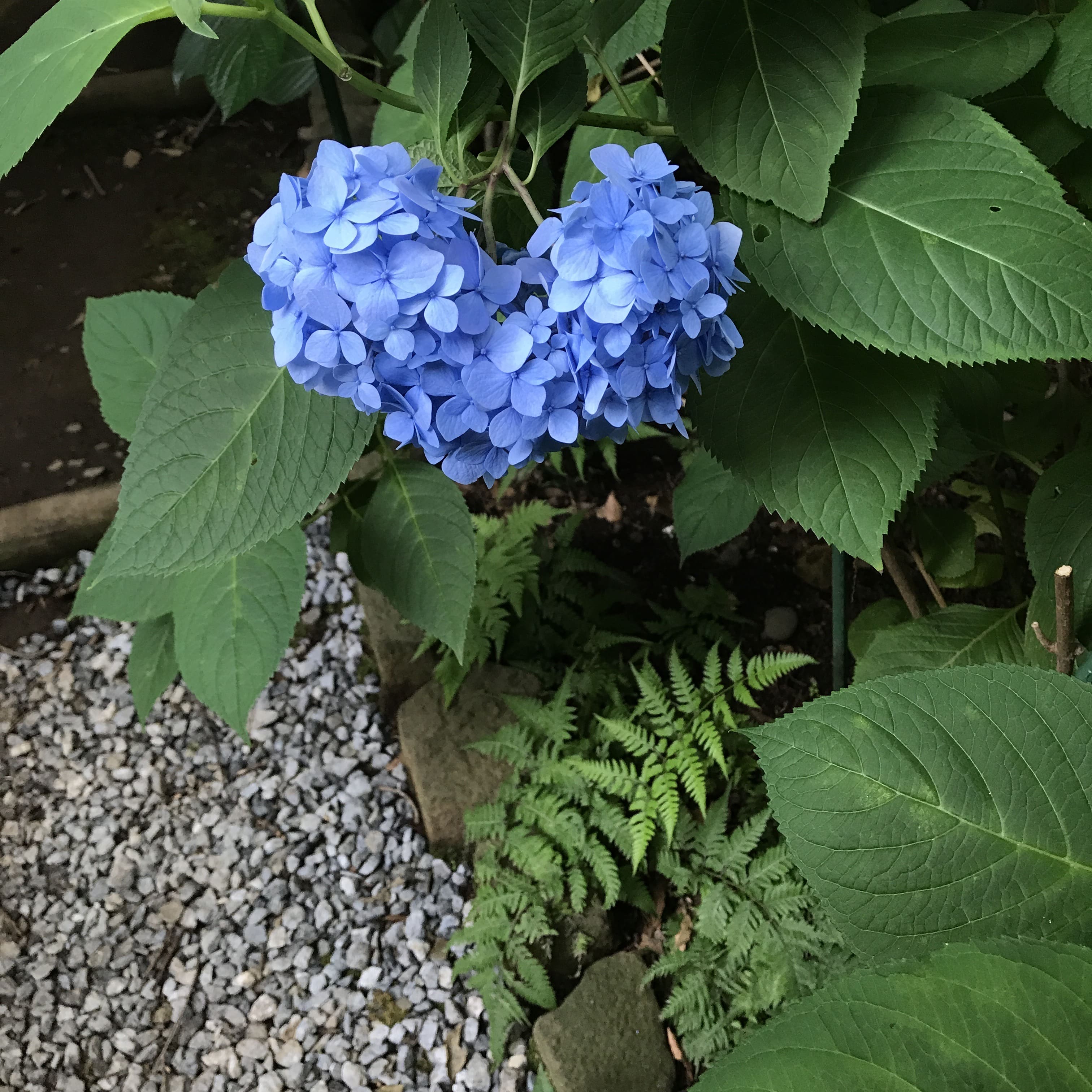 6月の紫陽花